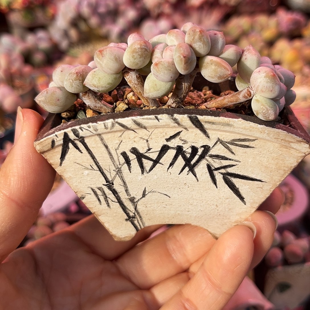 不知名sp朵朵缀化