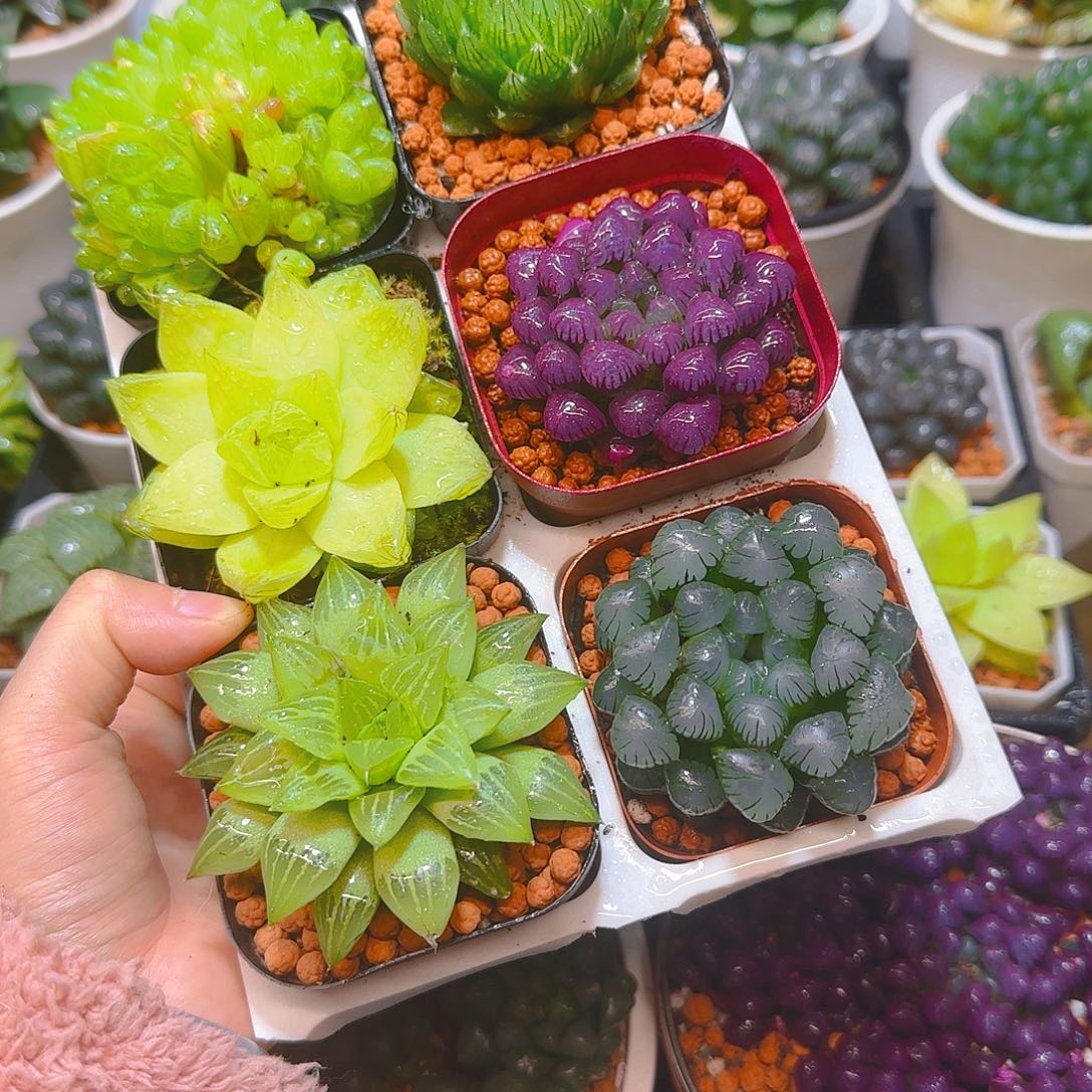 玉露群，蝉翼，黄金，紫宝石，玉露寿，冰灯