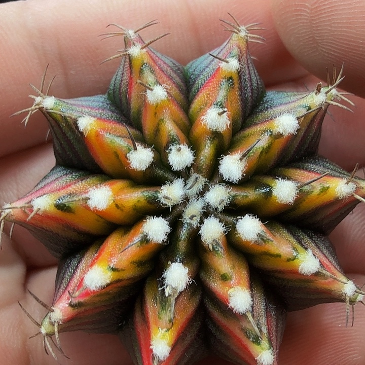 当前无花朵，栽培后可花朵