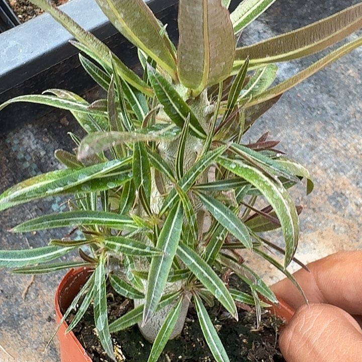 凯蒂棒槌实生块根