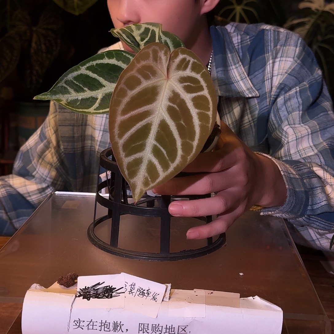 不开花植物D96粉色面纱杂银色闪光