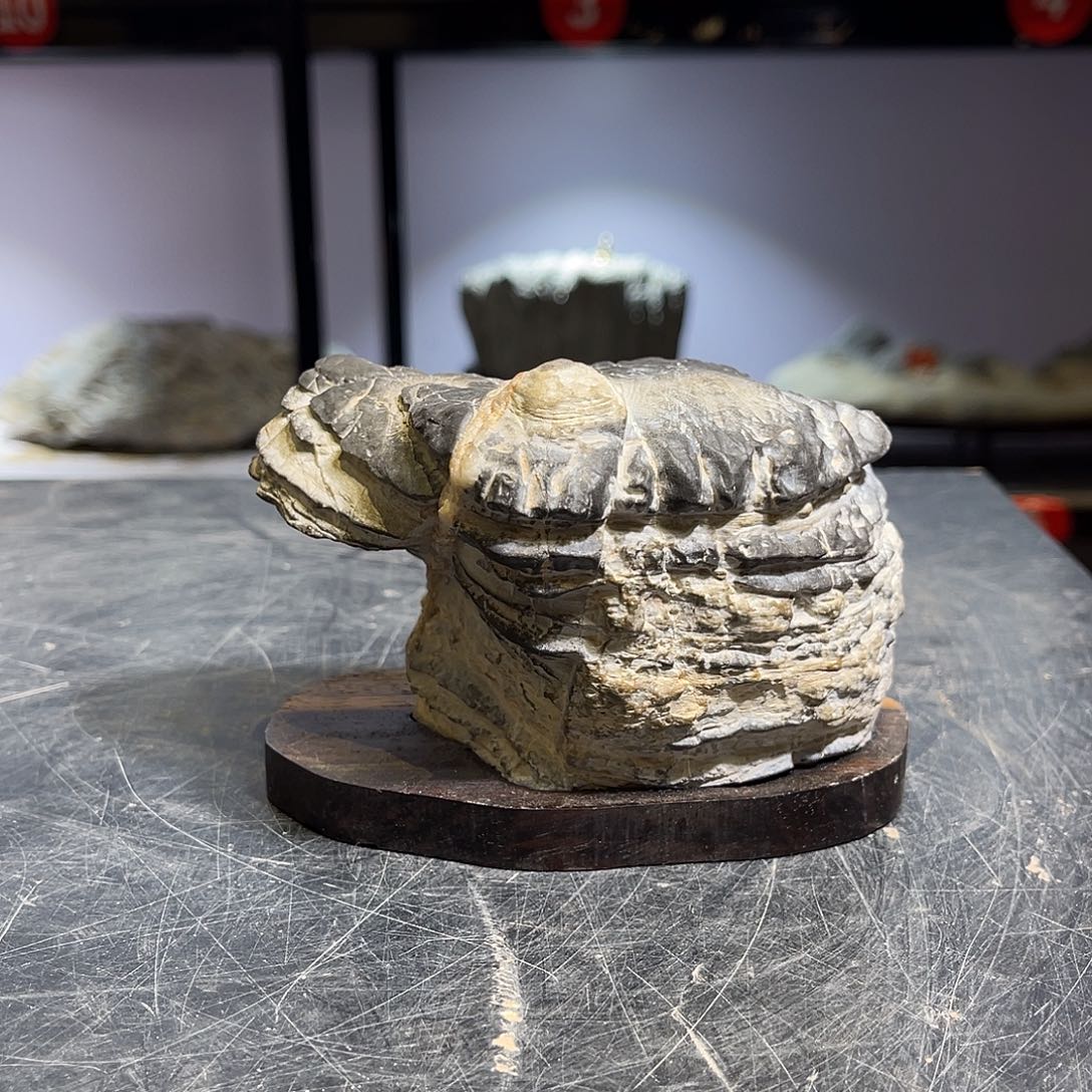 紫砂全场都不包邮