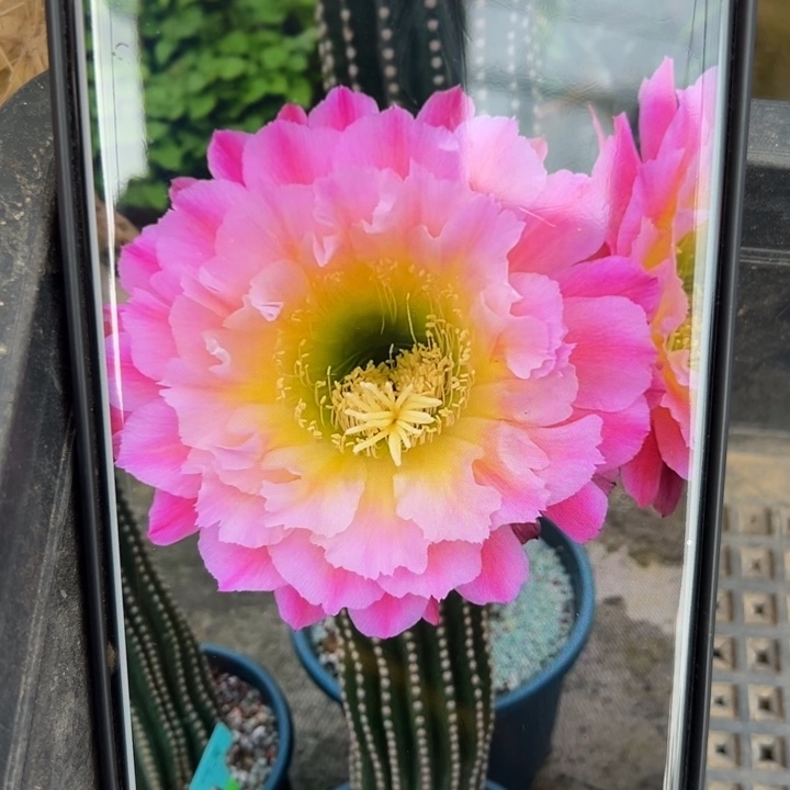 46毛河岸歪无根侧芽4公分左右20包邮