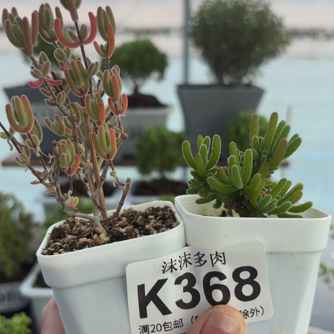 368红叶合荧光兔组合