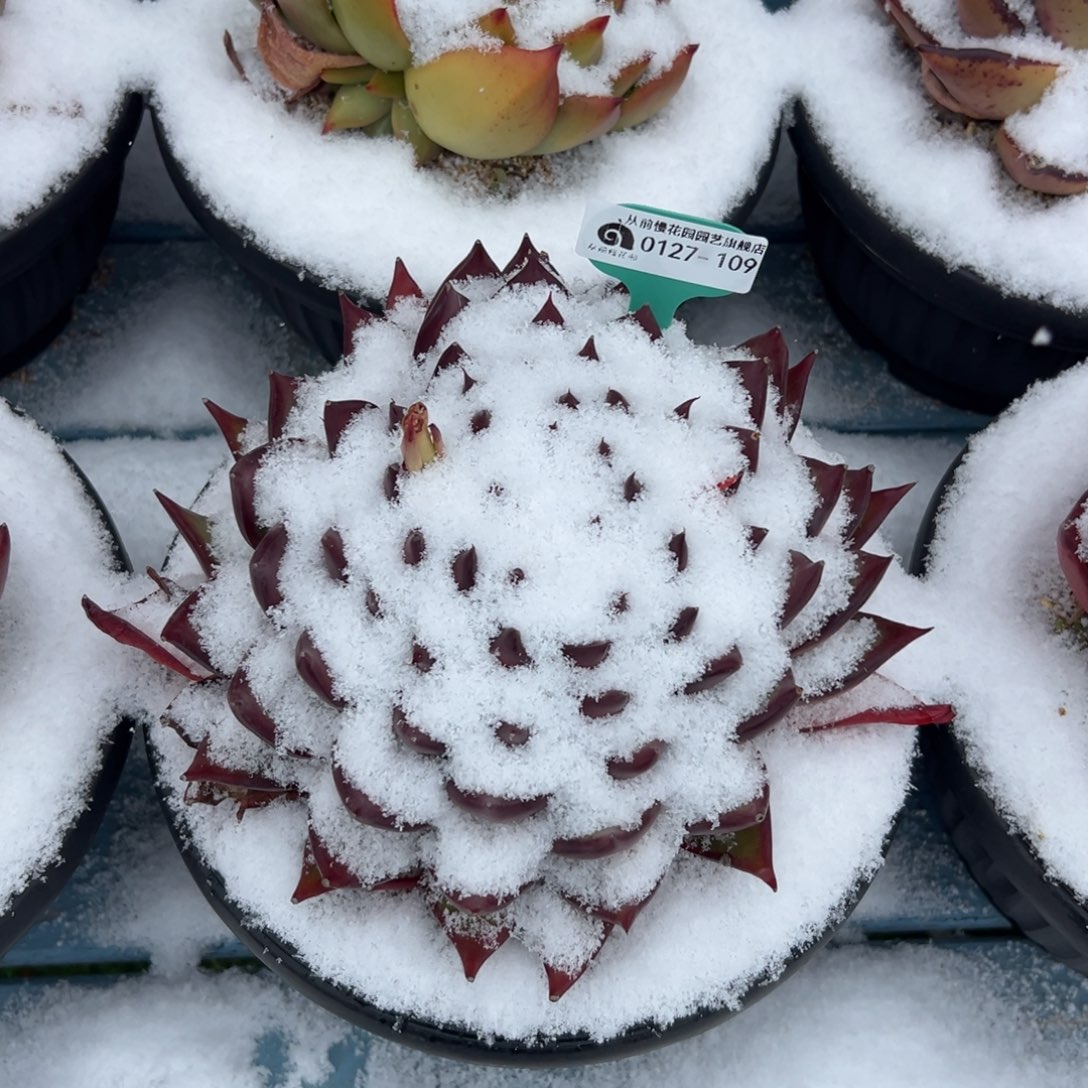 多肉一物一拍0127-109