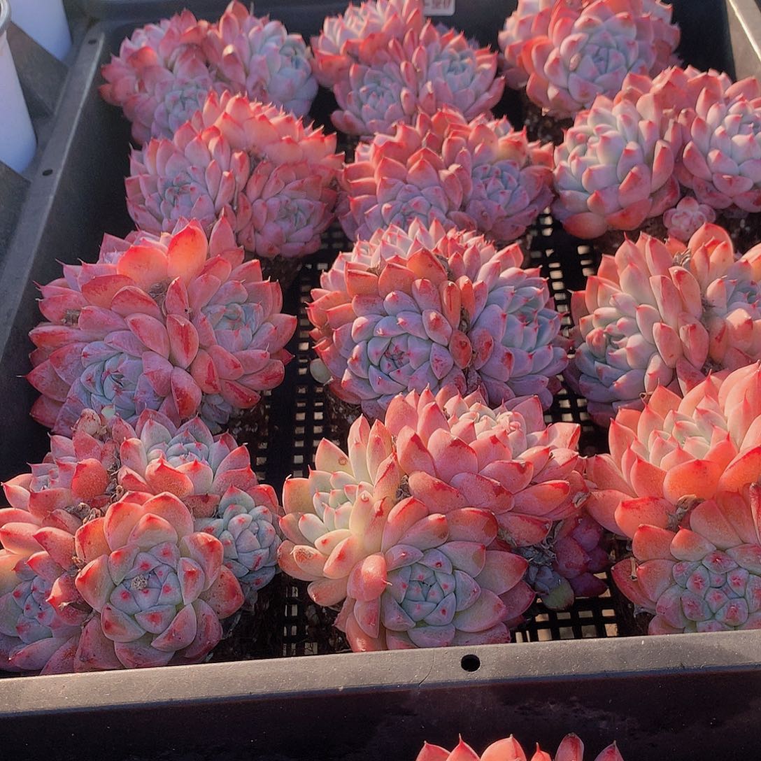 如梦令群24567889990000