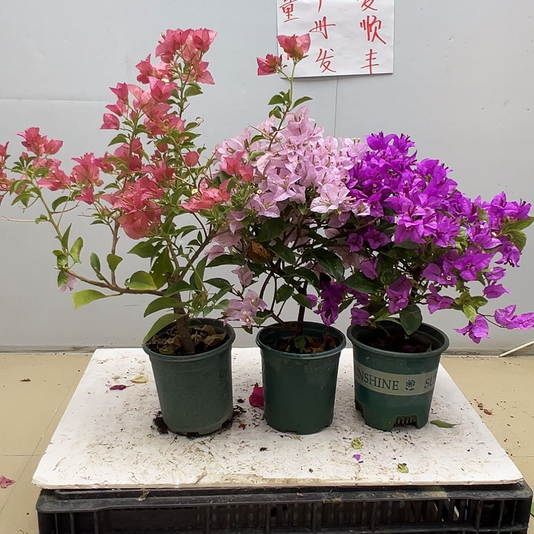 大部分花苞少量开放卡雅塔，苹果花，金龟紫组合