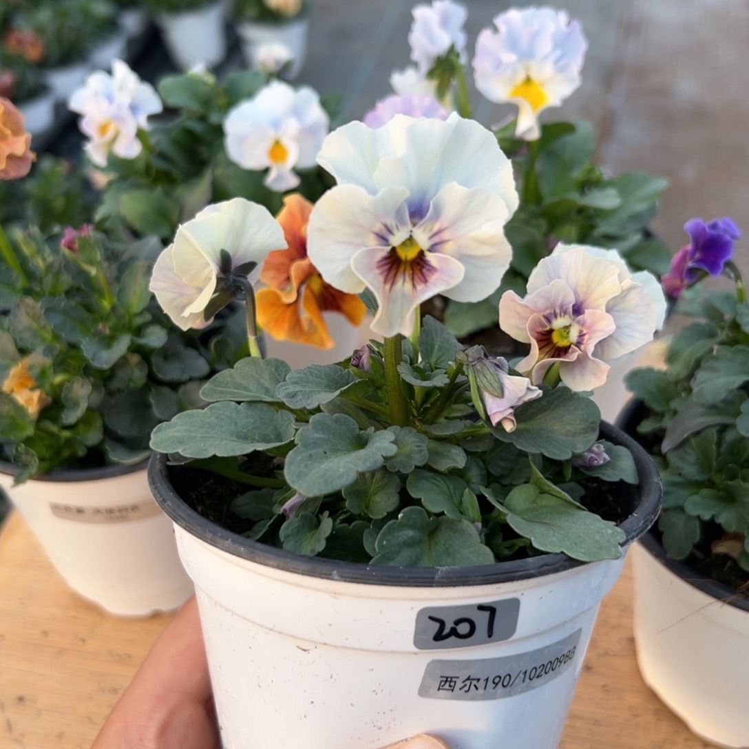 红陶抖音威笑闪拍207