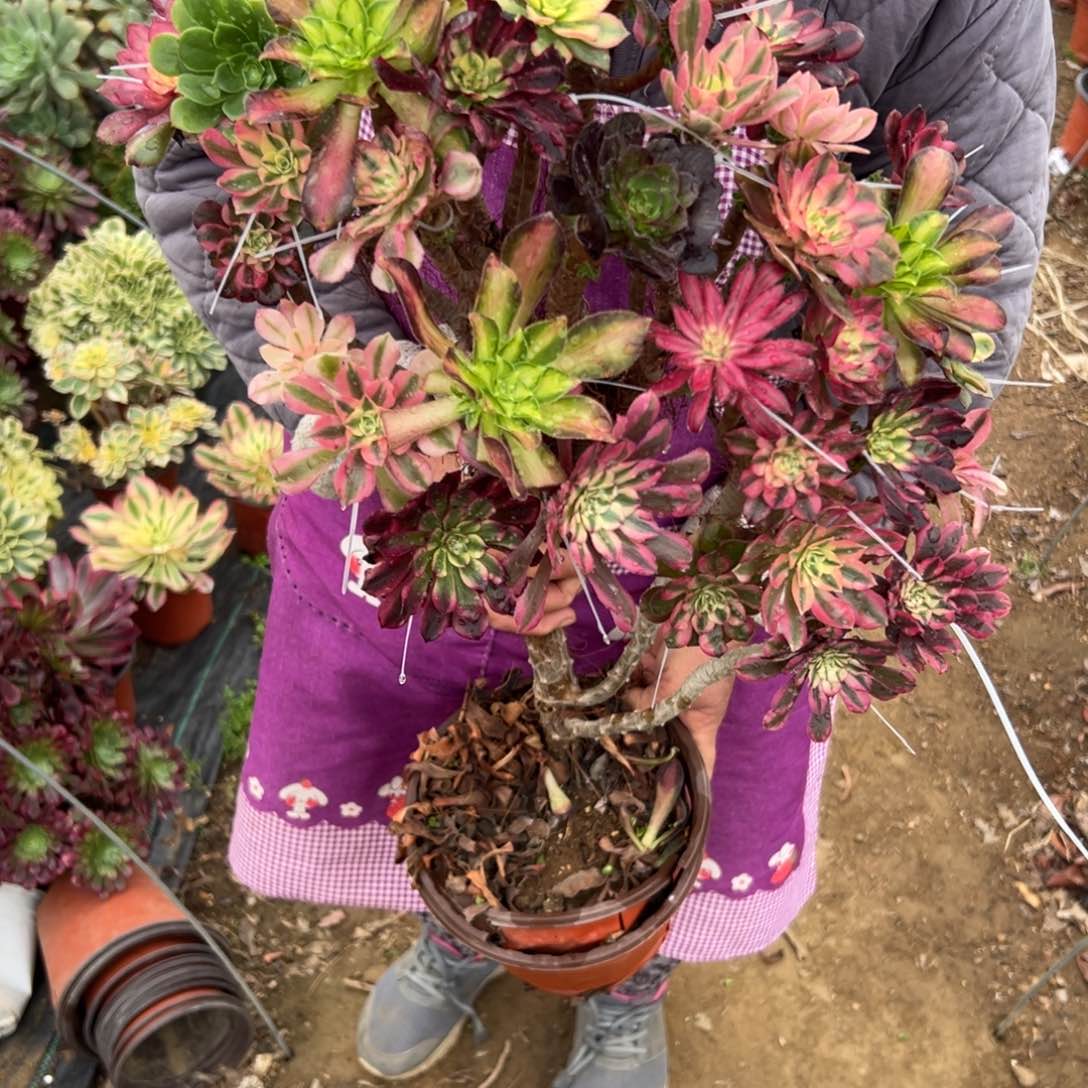 而没什么四座无言星欲稀植物植物