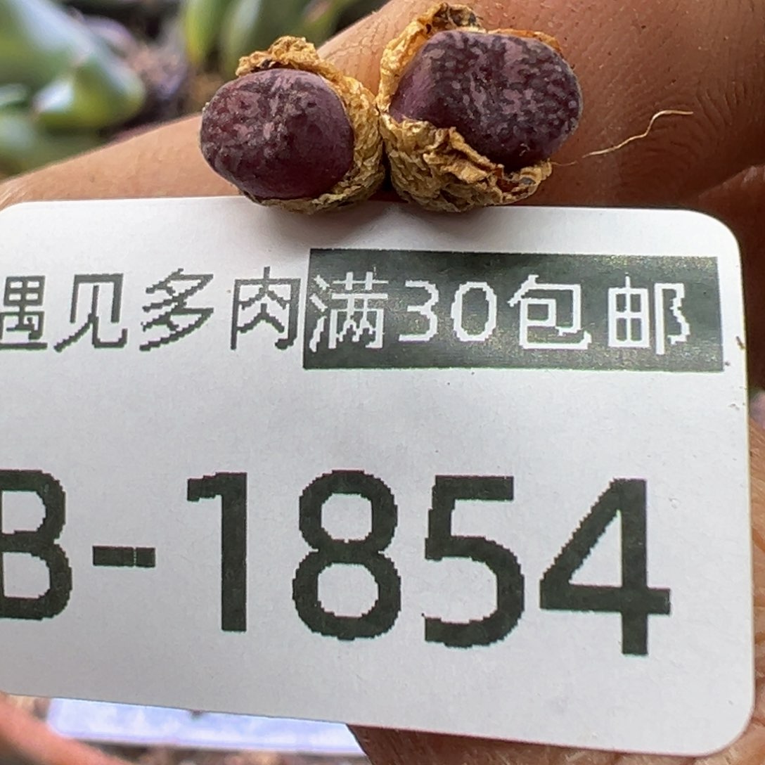 多肉植物1111111111111111