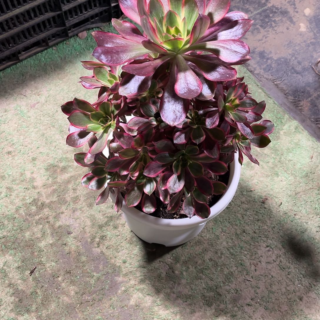 红魔女法师多肉植物