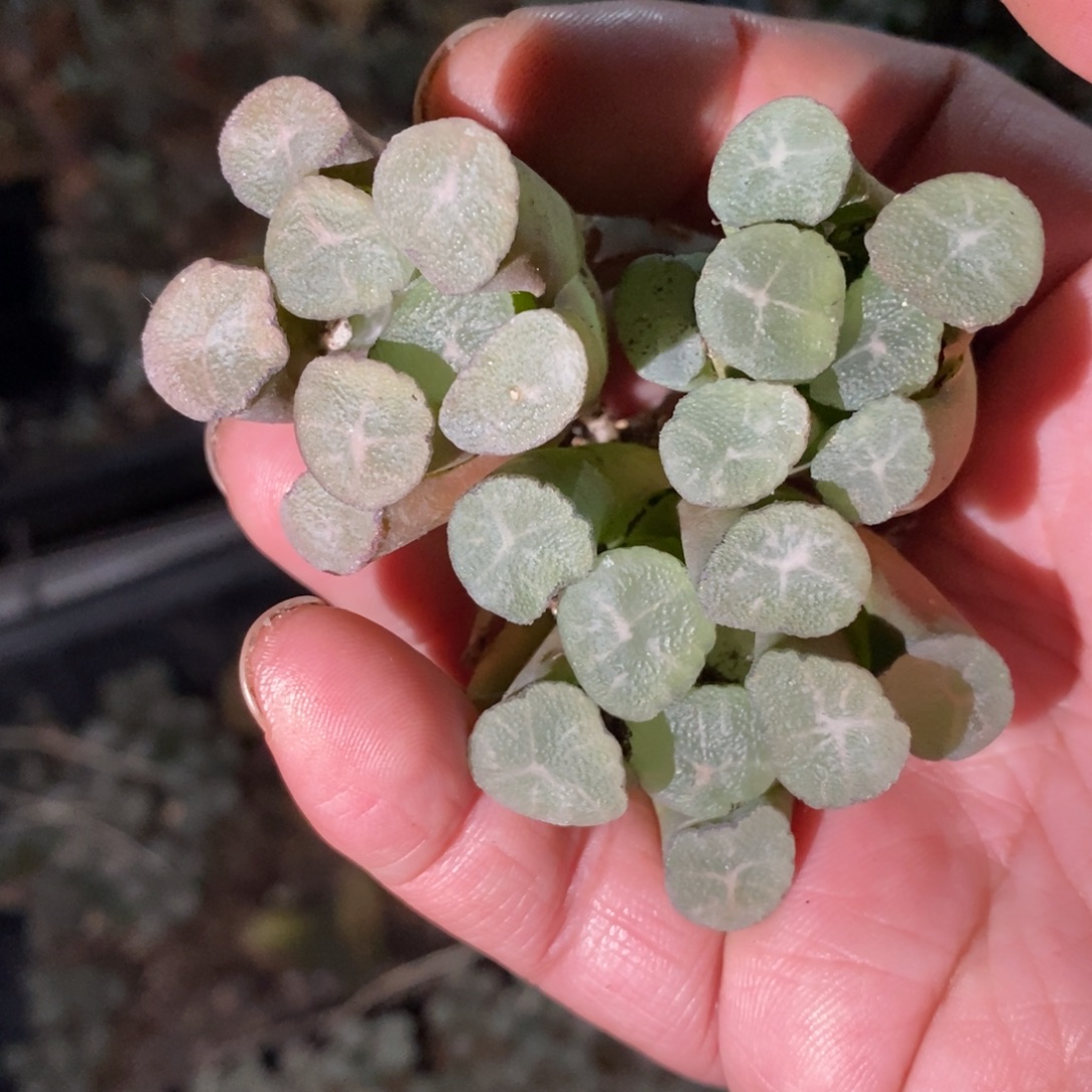 3019 一颗实生大糯窗万象 元旦整点福利