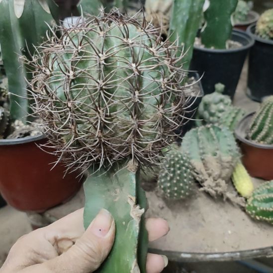 仙人球丽花凯瑟琳处理