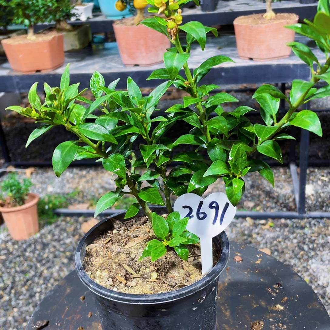 完全开放用****2八房柑