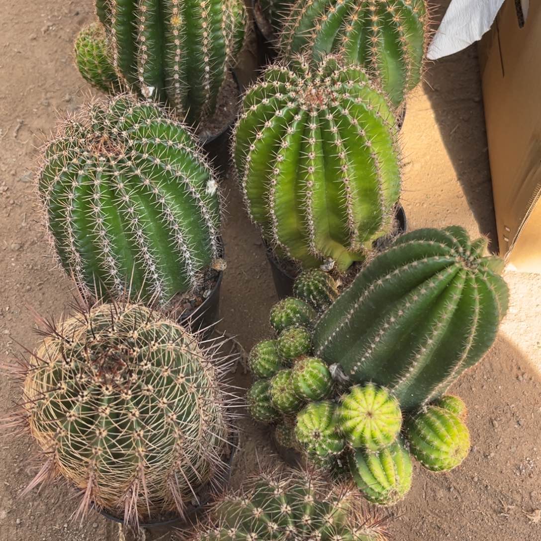 无花朵彩草彩草彩草彩草彩