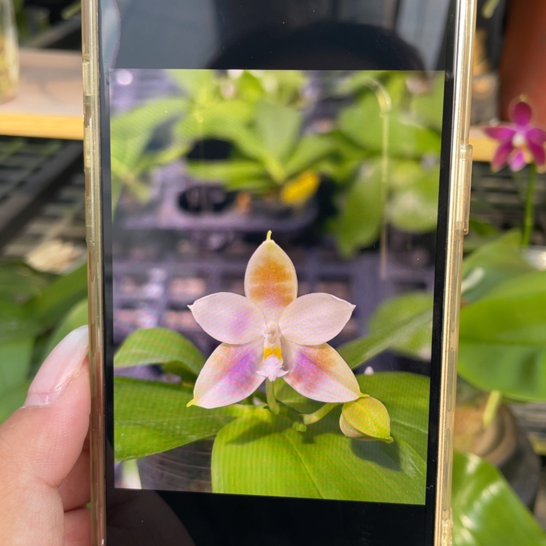 完全开放咖啡盾剑sg72，2.5寸苗