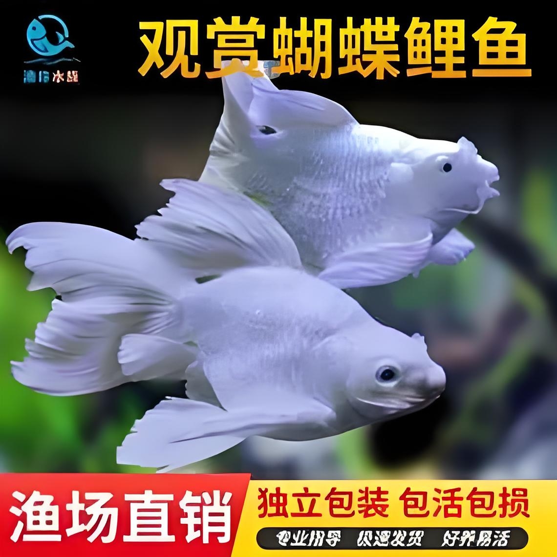 精品蝴蝶鲤观赏鱼18-20公分淡水好养易养狮子头渔场直发