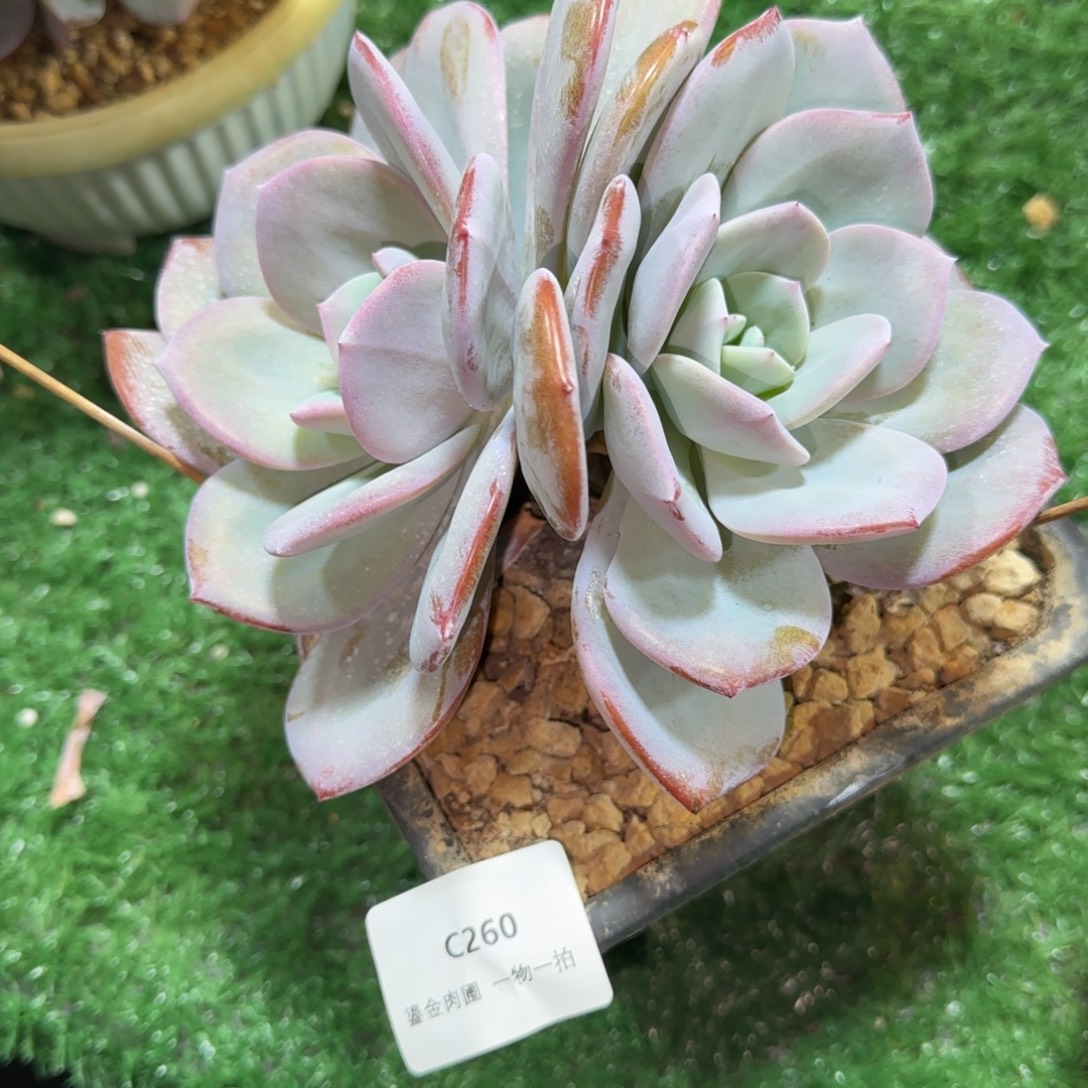 C260老桩双头奶茶 