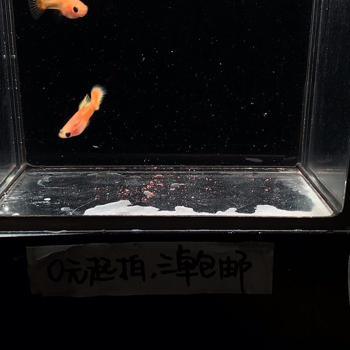 孔雀鱼黄金玻璃猫一对