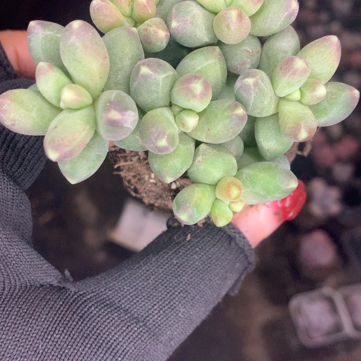 千代田群  （满9.99包邮不满9.99发空盆）