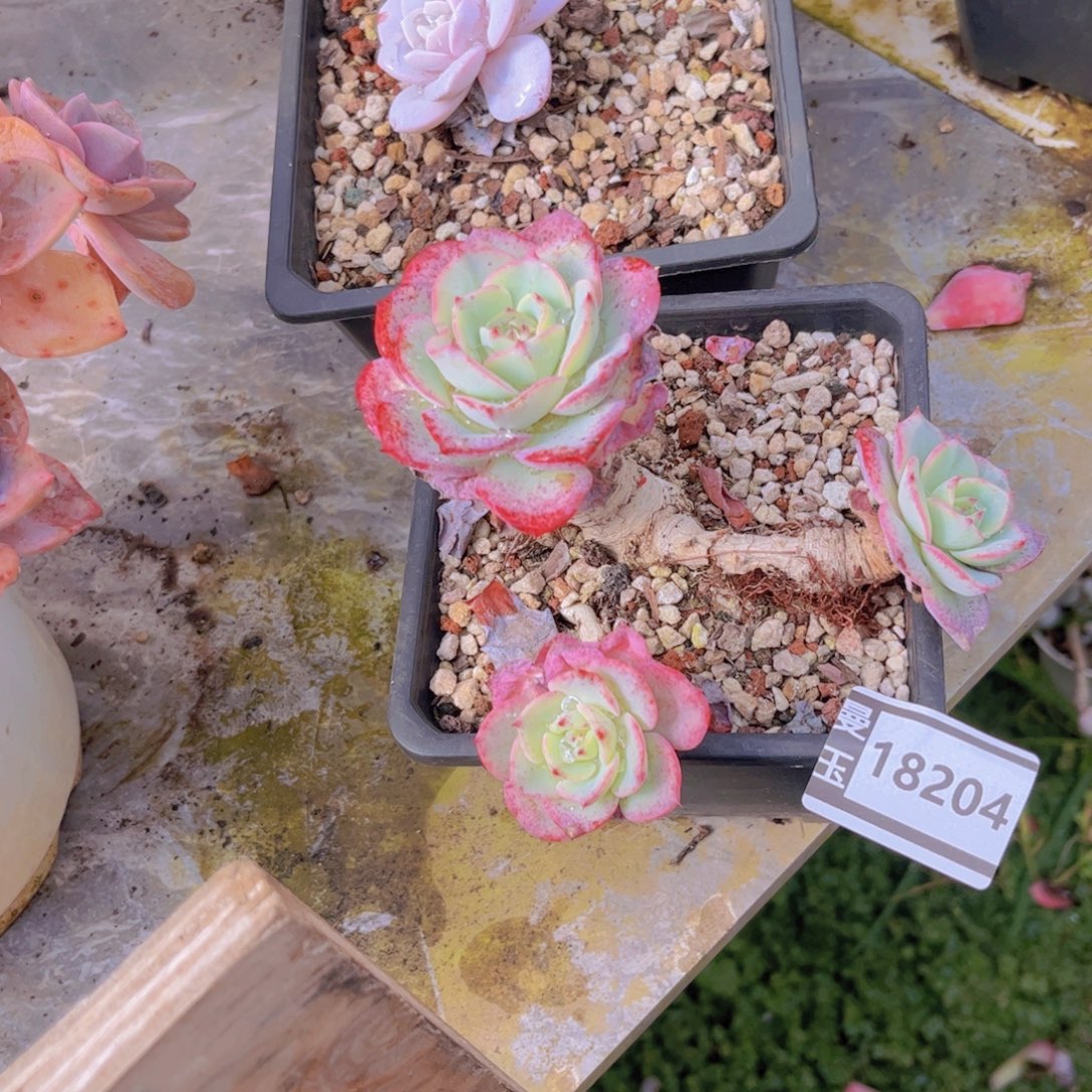 迪***主七福美妮多肉植物18204