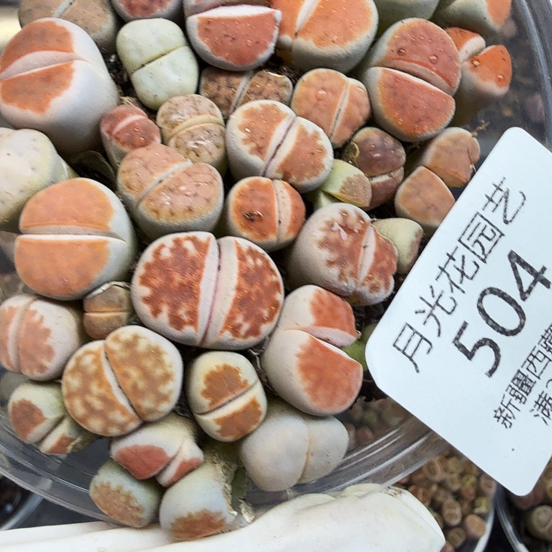 好看我真的不爱玩啊怎么504