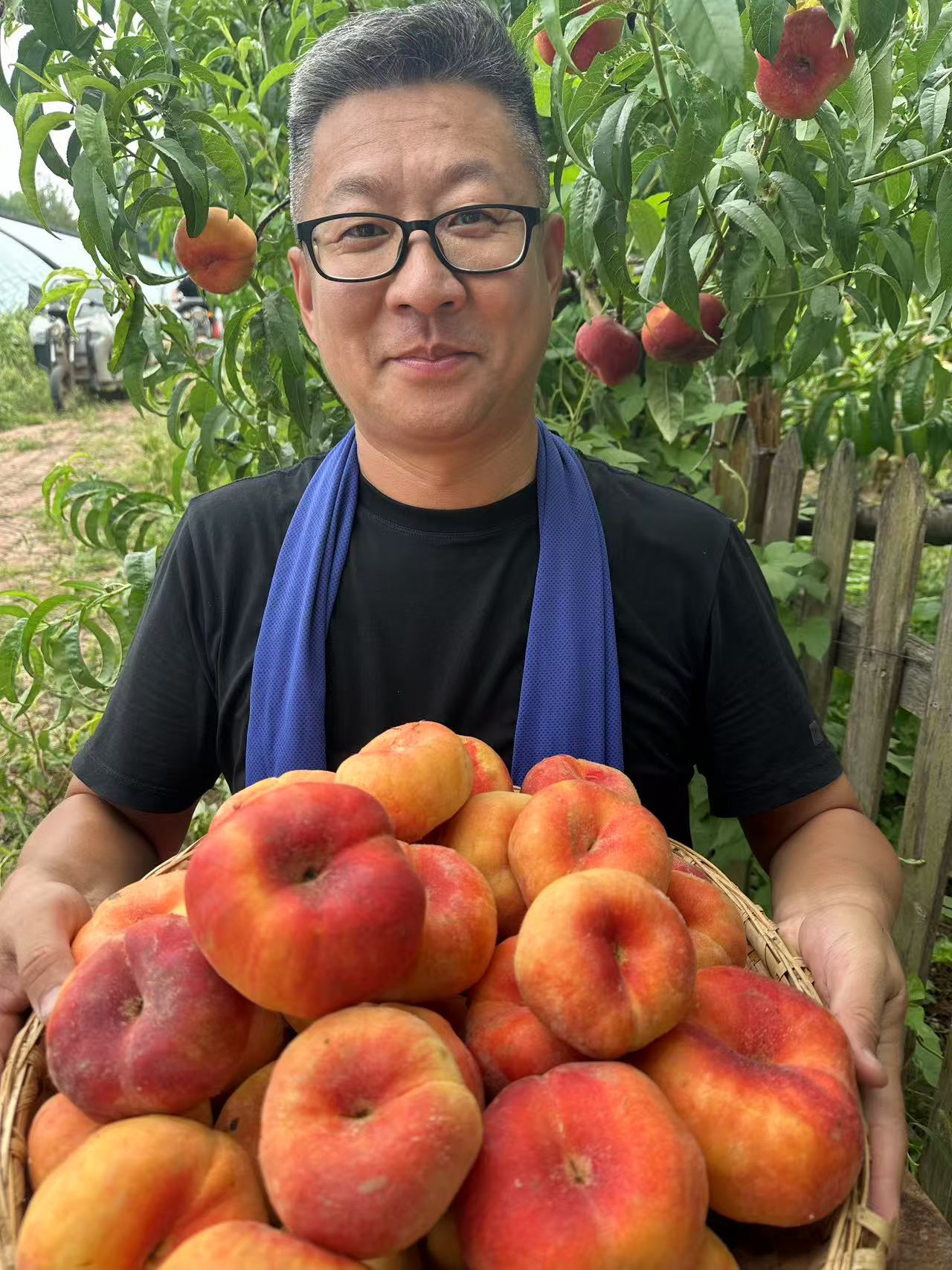 【凯涛甄选】天津本地新鲜黄金芒果毛蟠桃  现摘发货京东或顺丰包邮