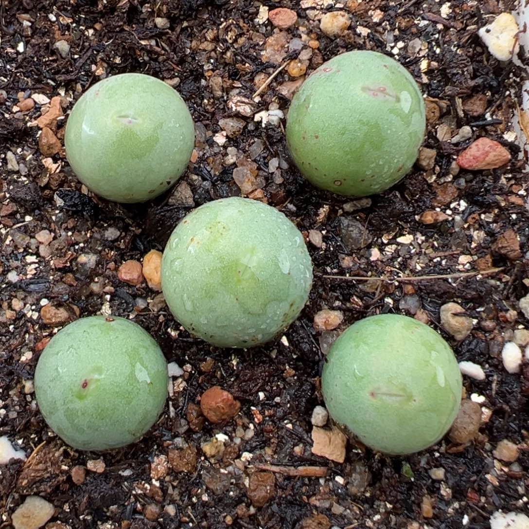 1.23好看的多肉338