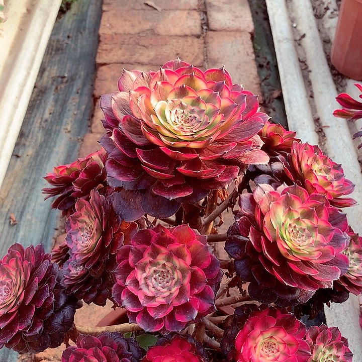 烟花的，多肉植物