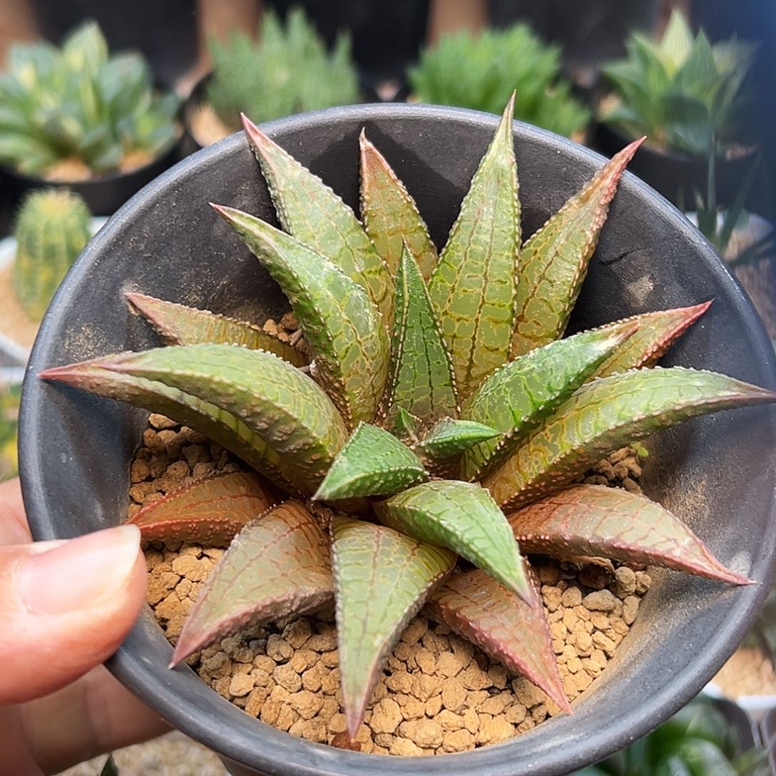 龙王（龙鳞×黑王）      