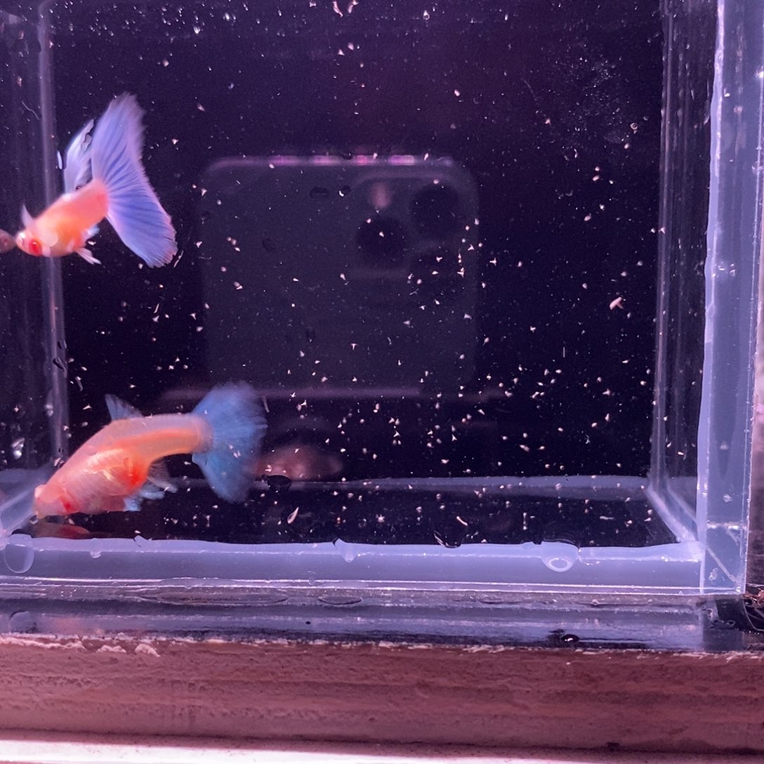 孔雀鱼蓝色飞船一对