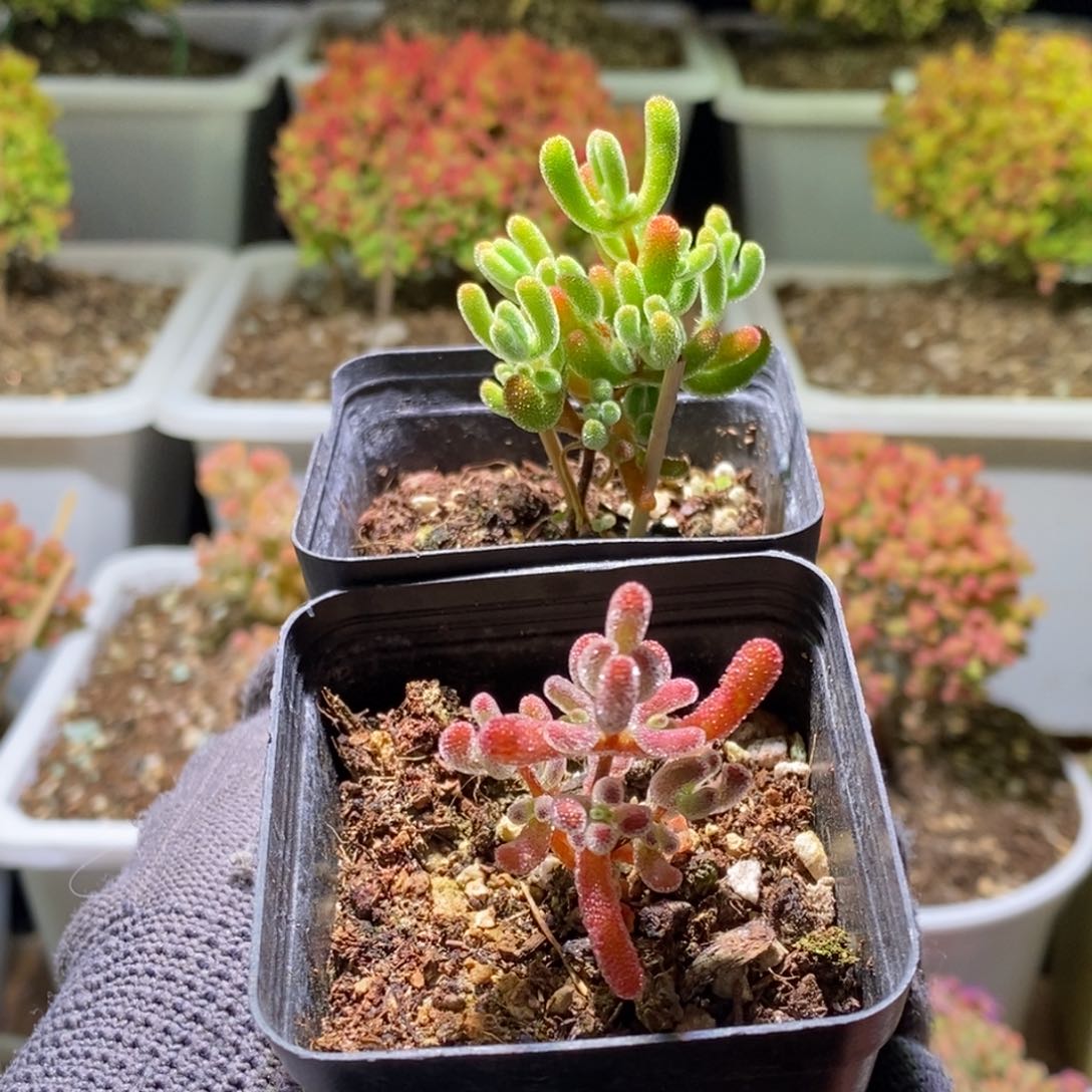 小星星700 实生红叶701