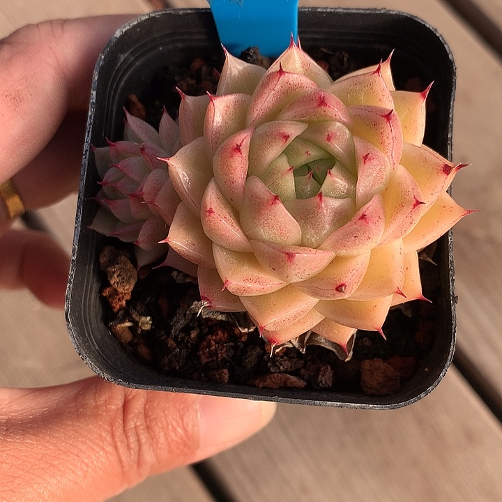 开播福利麦杆血斑红尖T105