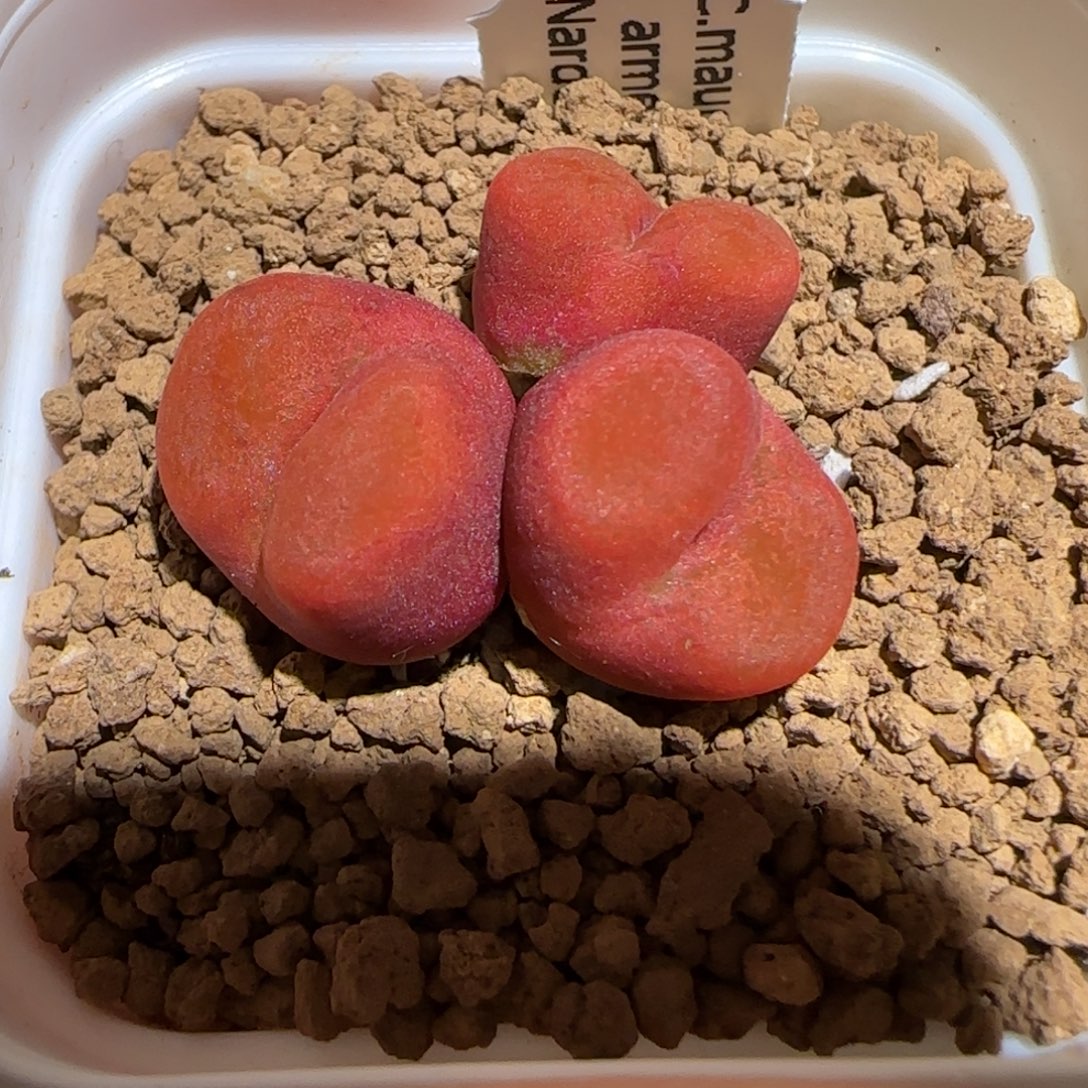 肉锥多肉植物组合-优选水蜜桃母本244