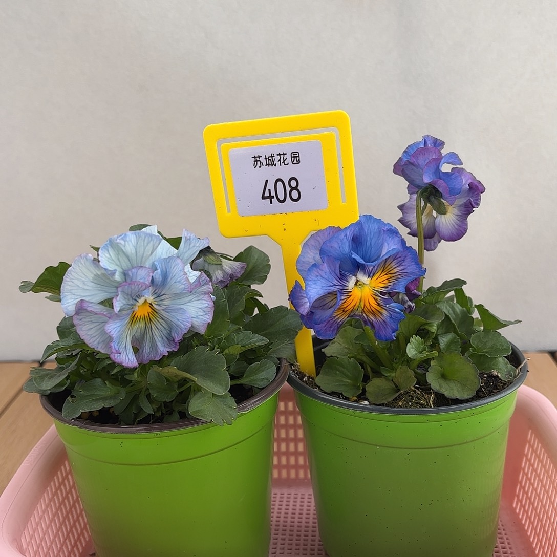 大部分开放少量花苞408