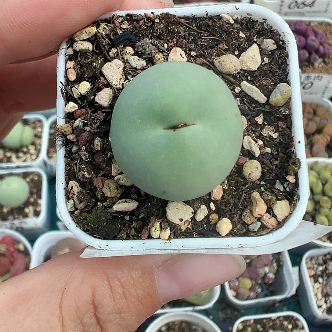 095鸽子蛋带盆土发货