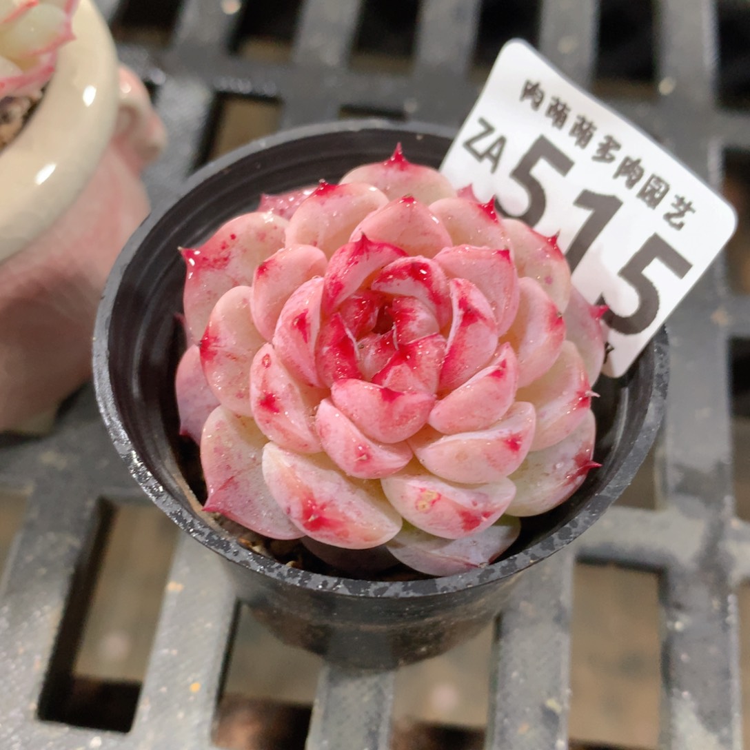 肉萌萌拇指盆精控多肉ZA515