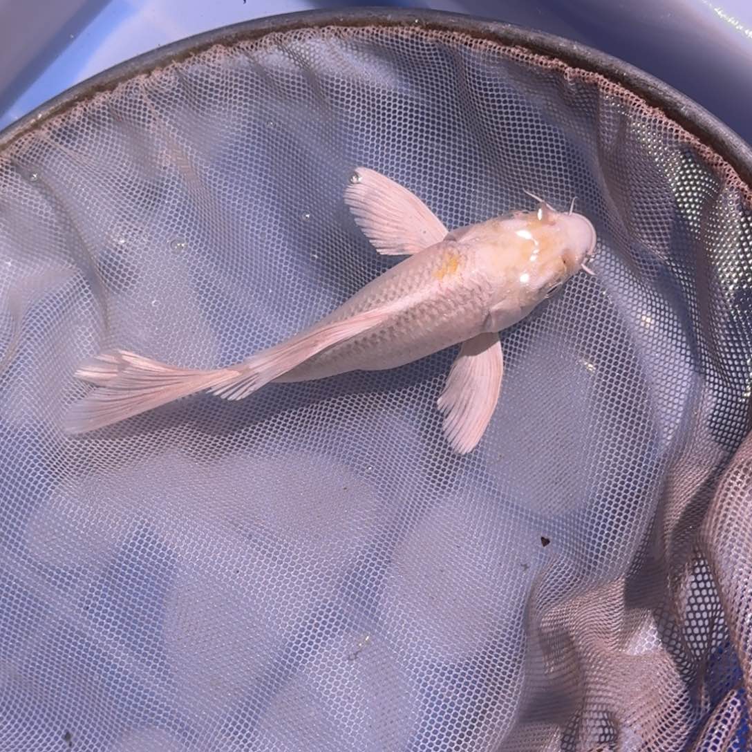 锦鲤精品锦鲤大放漏