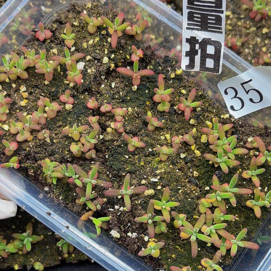 双十一多肉植物35量拍