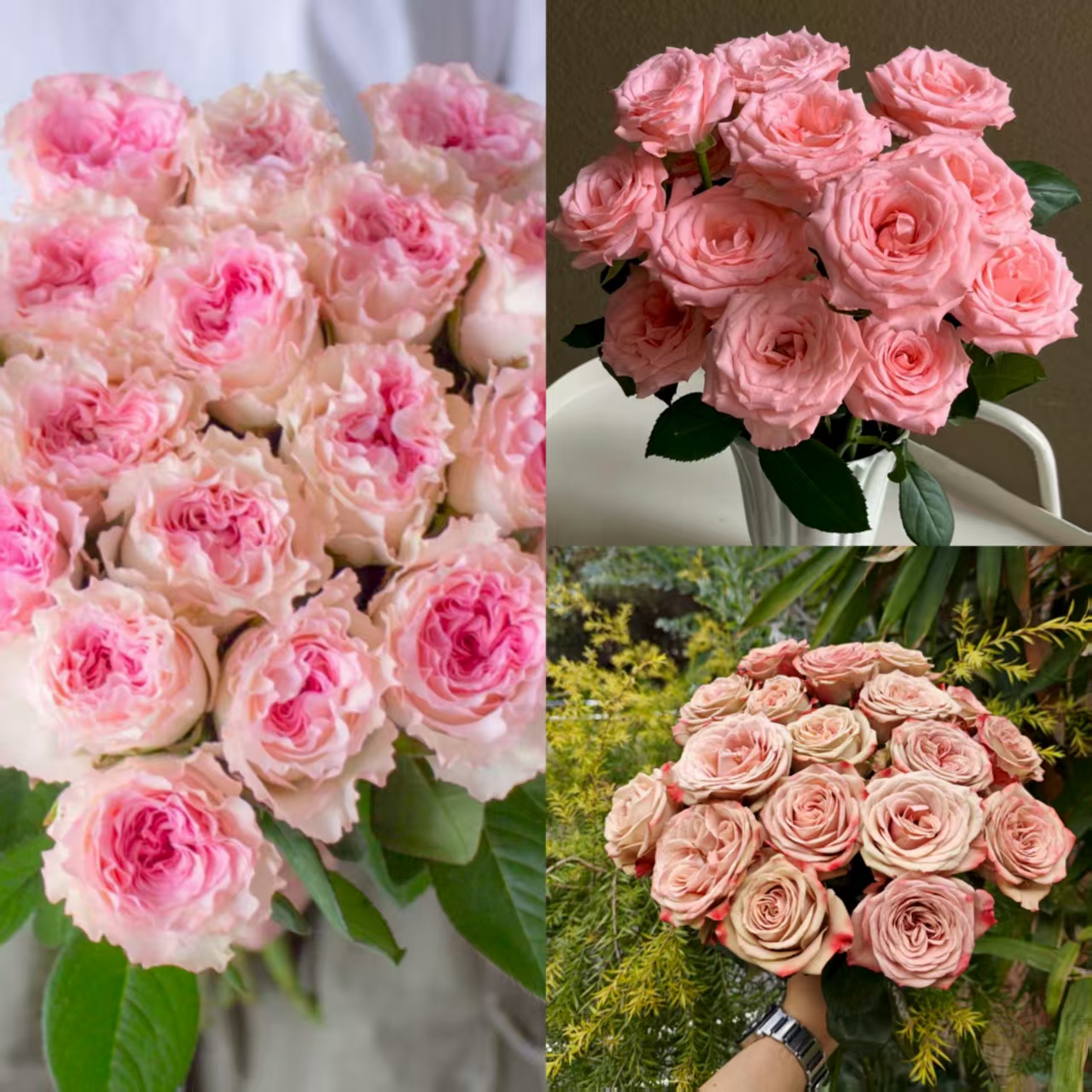 【卡布10支+洛神10支+粉玫瑰10支】云南鲜花基地发任意拍两单送配草