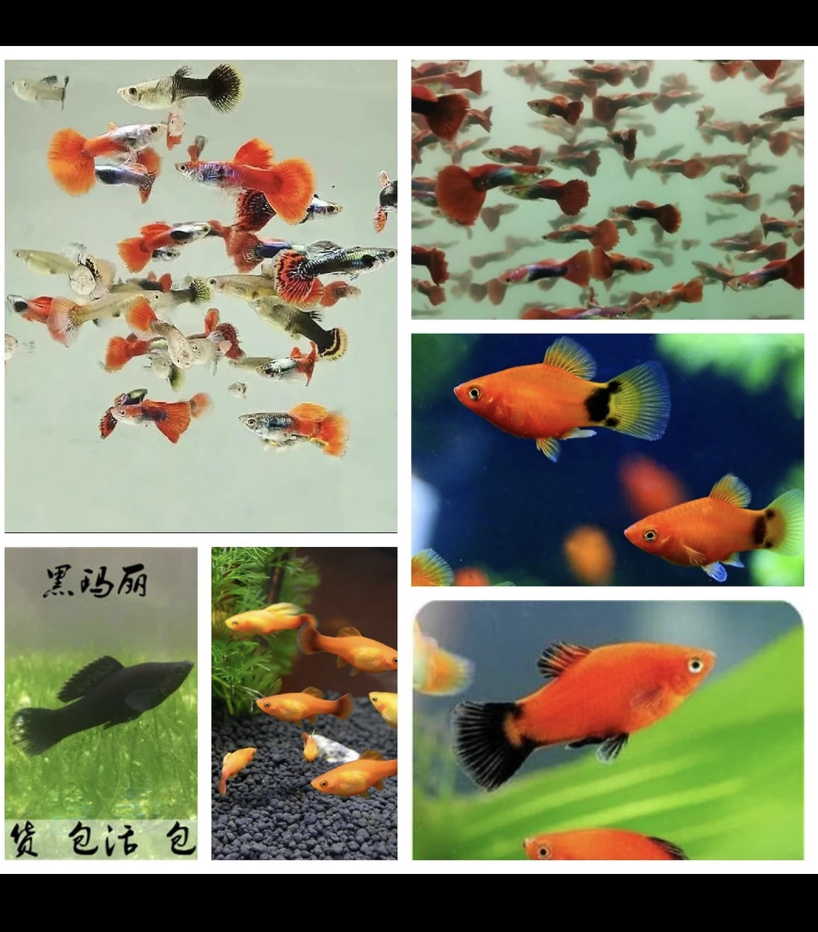 新手福利孔雀，玛丽，米奇品种搭配16+4备损20条，24+6备损30条