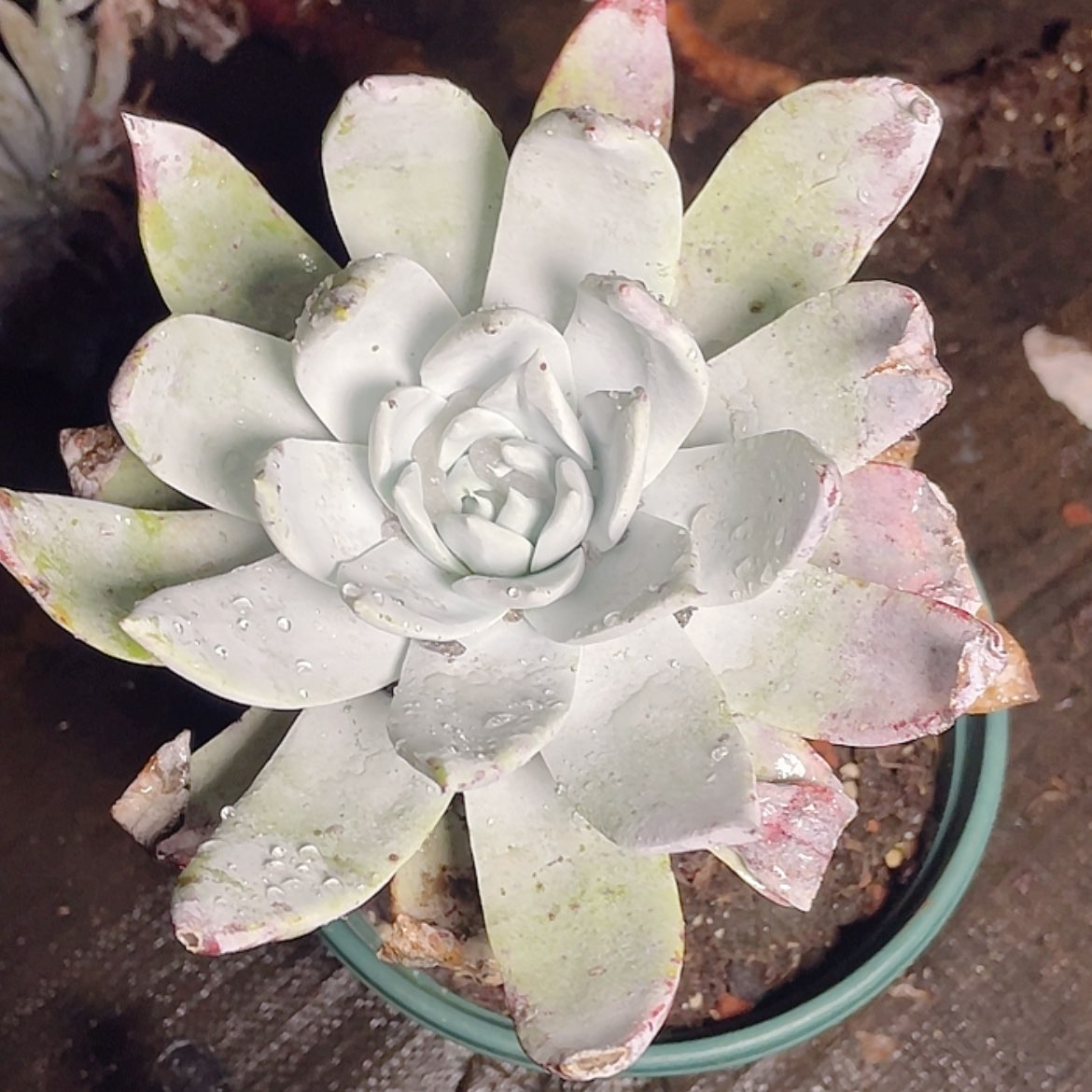 【闪购商品】雪山大粗腿