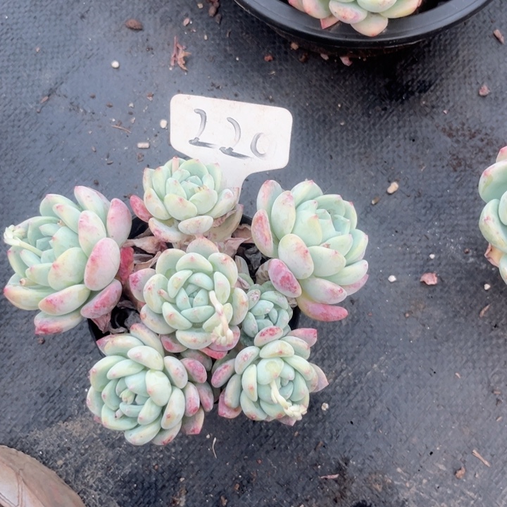 多肉植物9.9包邮