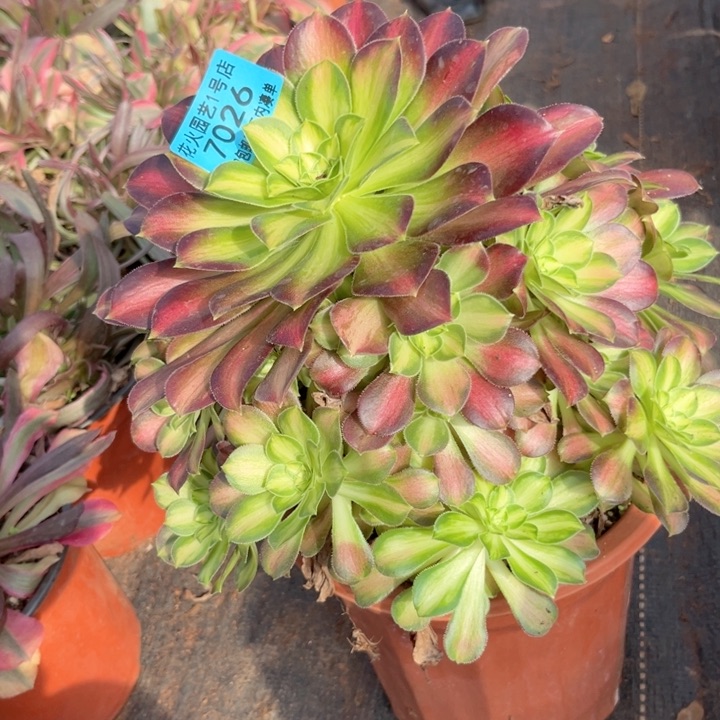 韶华7026多肉植物