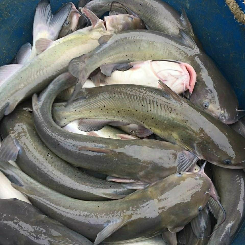 鲜活淡水鱼   叉尾鮰鱼  好养耐活