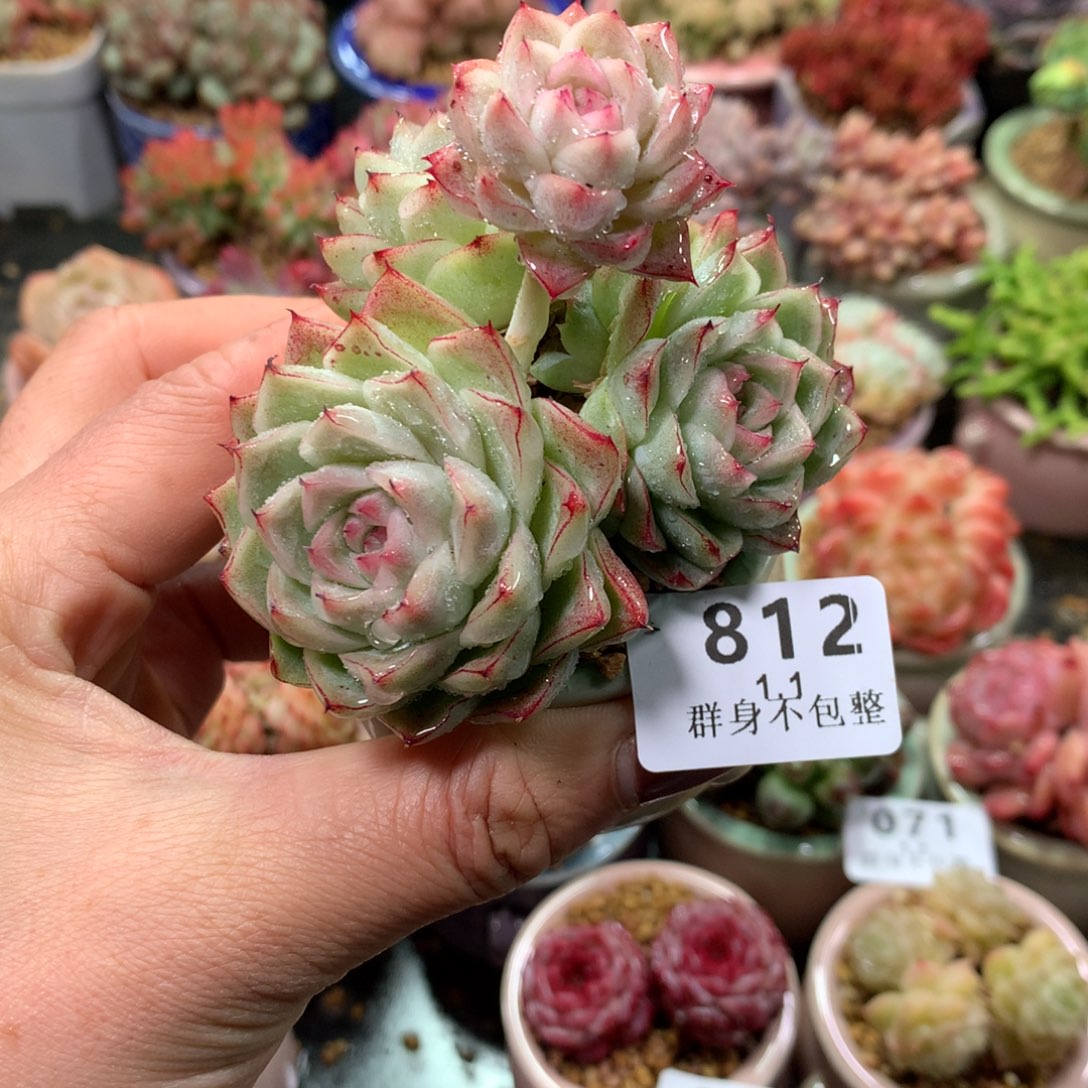 精控拇指盆1.1812