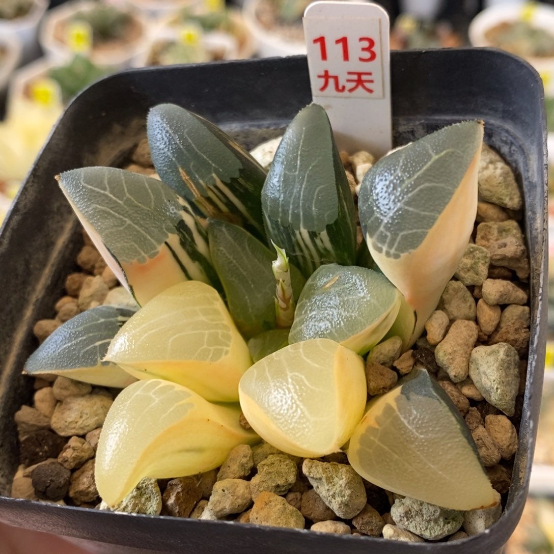 113号实生克锦多肉