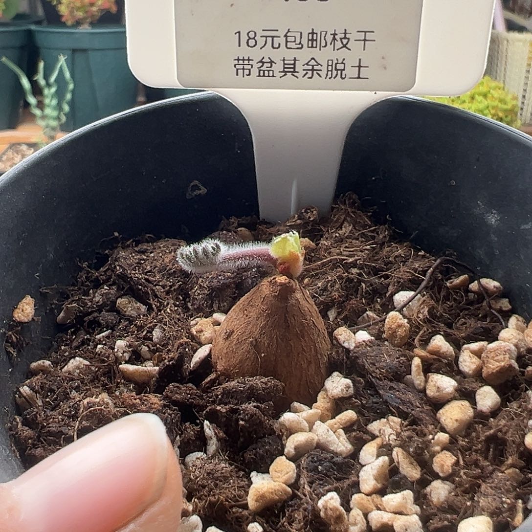 香*菜468号枯木洋奎12.13多肉