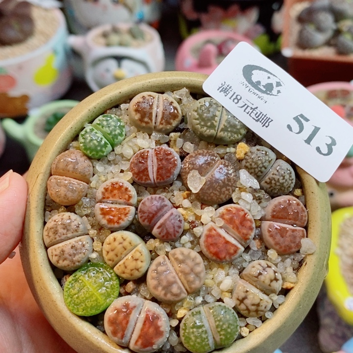 生石花喜干少浇水513