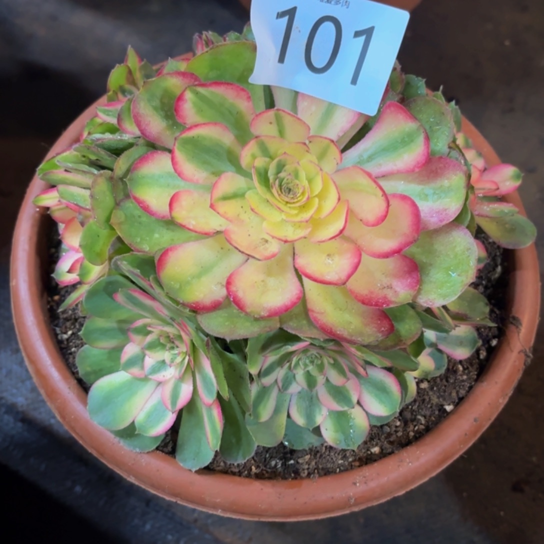 哈哈多肉葡萄福利101